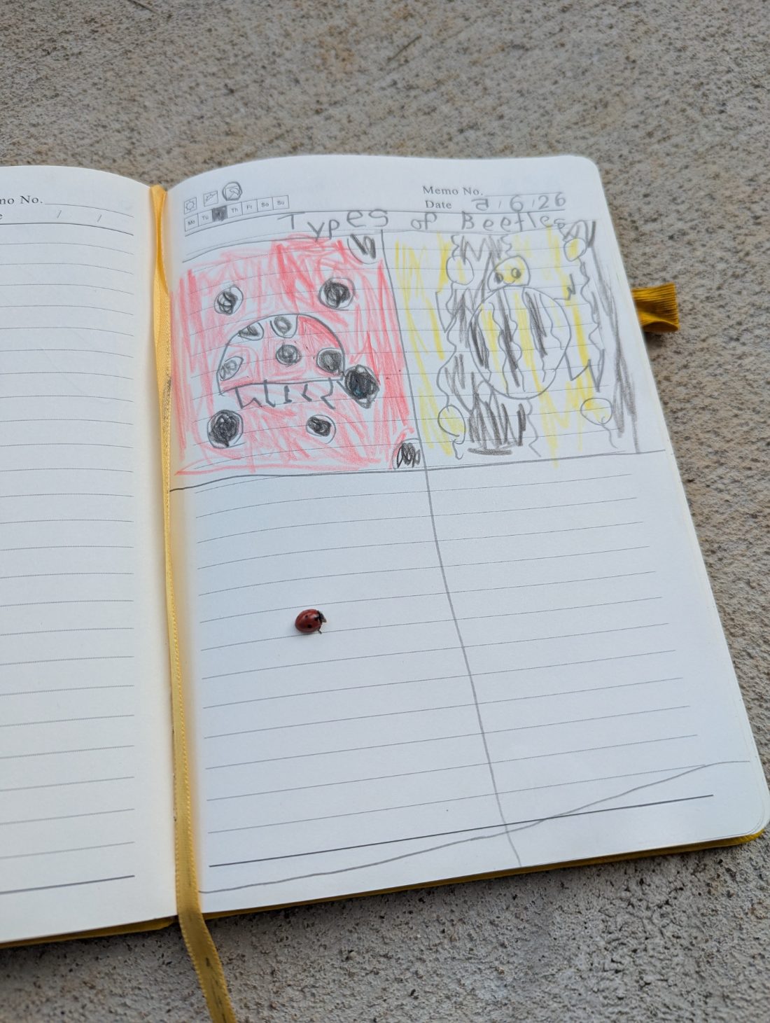 Student nature journal: Beetles