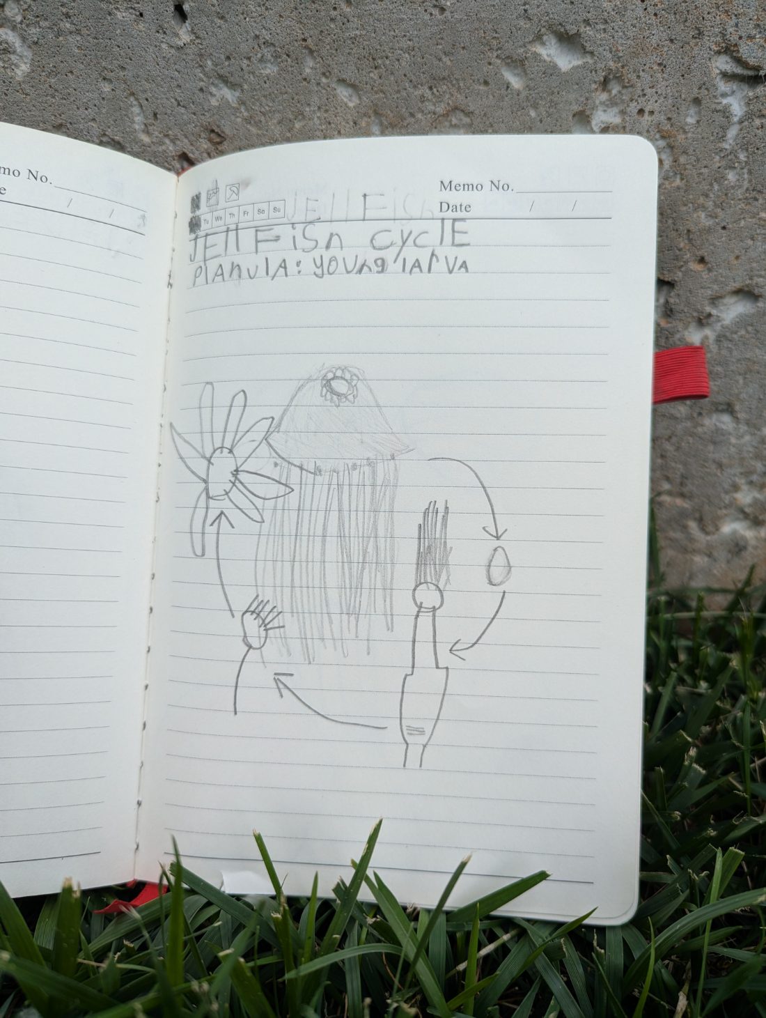 Student nature journal: Jellyfish Cycle · 1st Grade