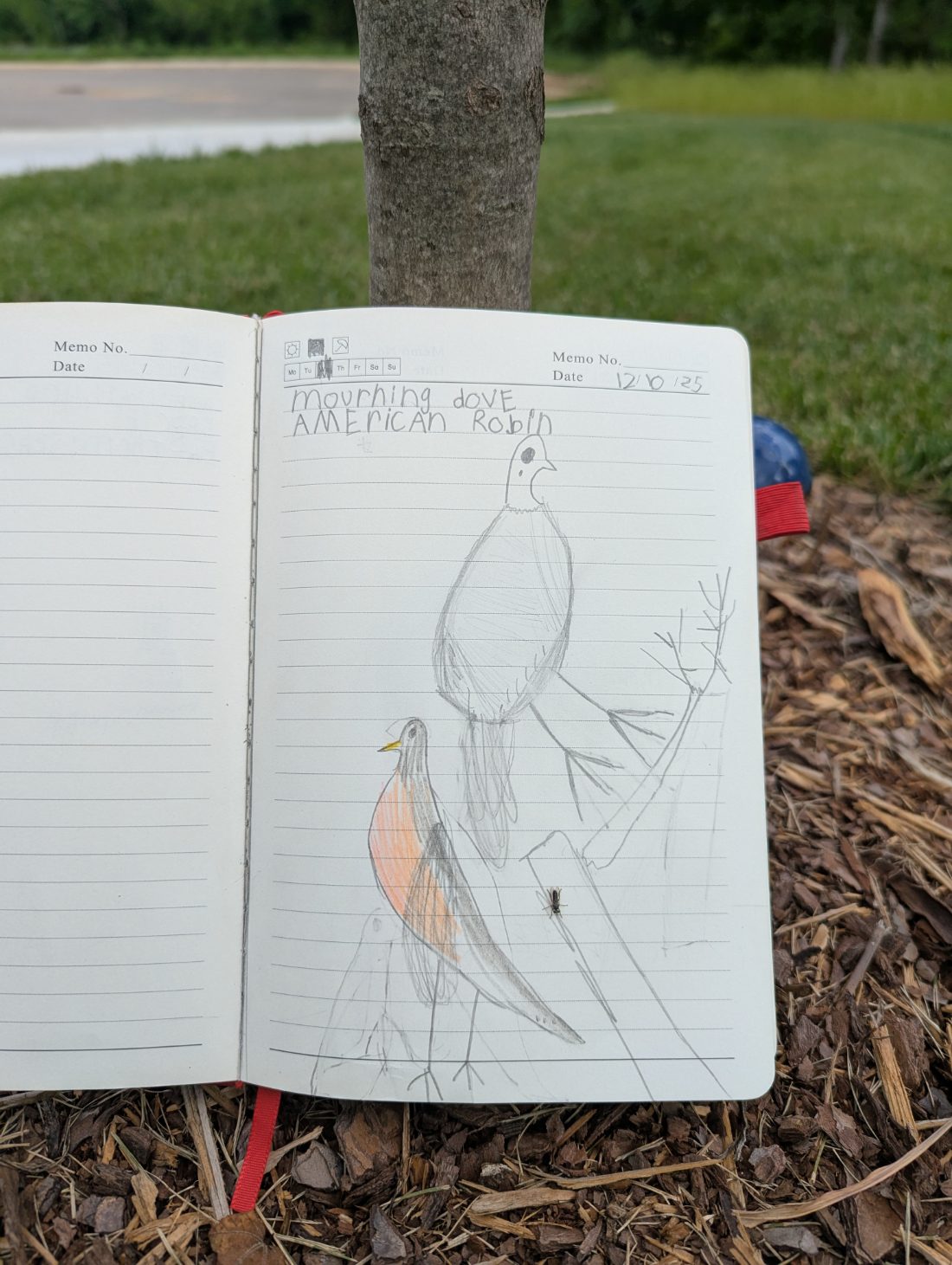 Student nature journal: Birds
