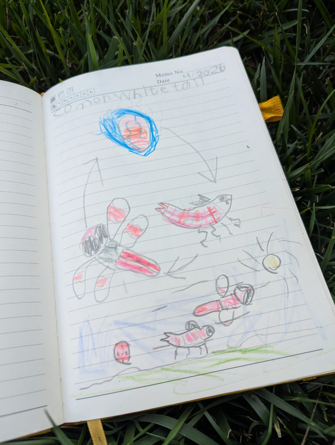 Student nature journal: Dragonfly