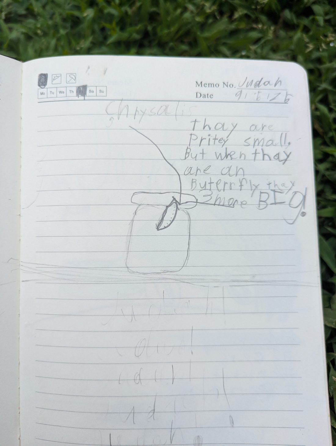 Student nature journal: Chrysalis · Metamorphosis