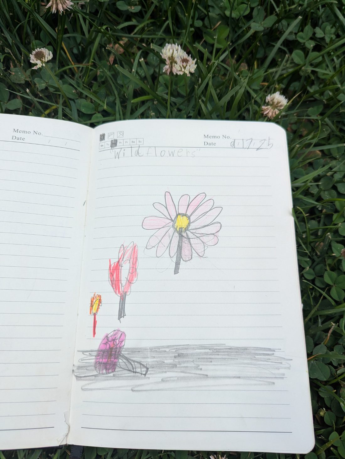 Student nature journal: Wildflowers